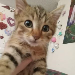 Meet your Posher, Robin